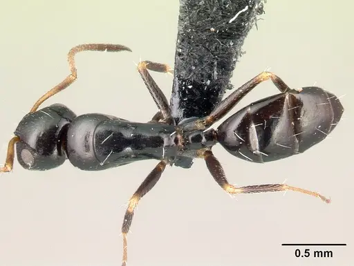 Camponotus ihazofotsy specimen CASENT0062675 image casent0062675_1