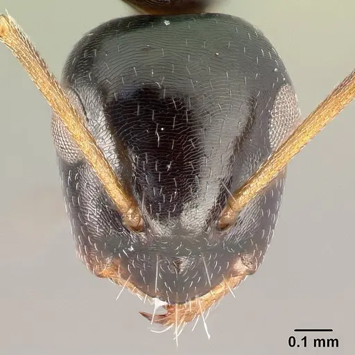 Camponotus ihazofotsy specimen CASENT0062675 image casent0062675_2