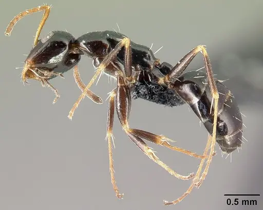 Camponotus ihazofotsy specimen CASENT0062675 image casent0062675_3