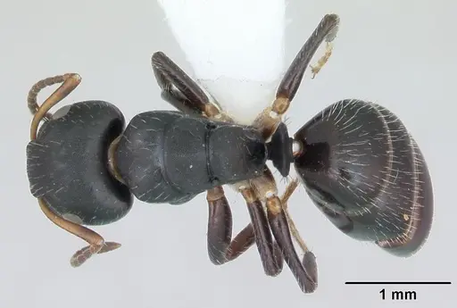Camponotus iheringi specimen CASENT0173424 image casent0173424_1