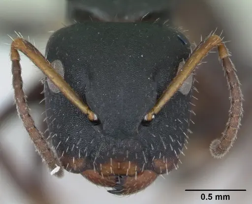 Camponotus iheringi specimen CASENT0173424 image casent0173424_2