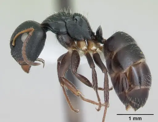 Camponotus iheringi specimen CASENT0173424 image casent0173424_3