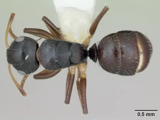 Camponotus iheringi specimen CASENT0173425 image casent0173425_1