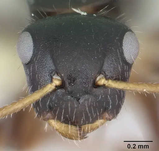Camponotus iheringi specimen CASENT0173425 image casent0173425_2