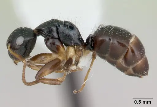 Camponotus iheringi specimen CASENT0173425 image casent0173425_3