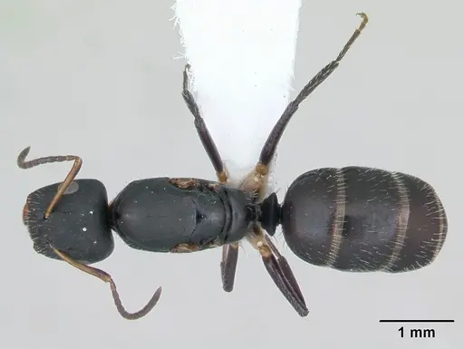 Camponotus iheringi specimen CASENT0173426 image casent0173426_1