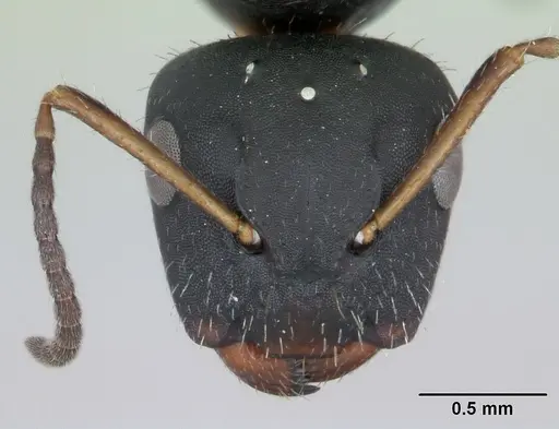 Camponotus iheringi specimen CASENT0173426 image casent0173426_2