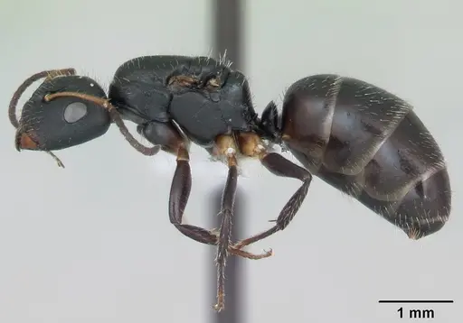 Camponotus iheringi specimen CASENT0173426 image casent0173426_3