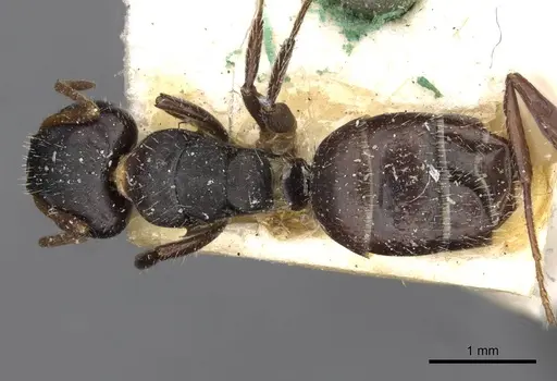 Camponotus iheringi specimen CASENT0910730 image casent0910730_1