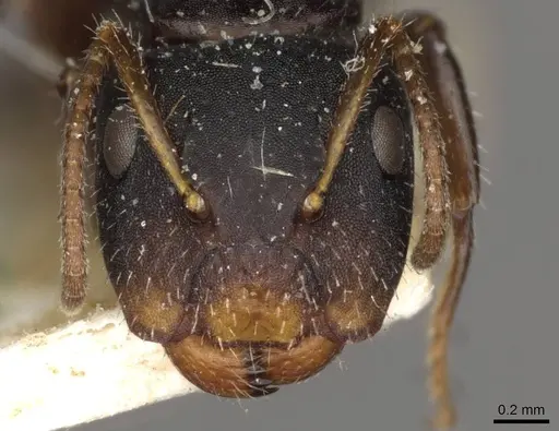Camponotus iheringi specimen CASENT0910730 image casent0910730_2