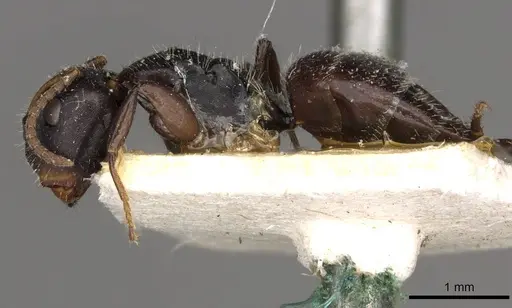 Camponotus iheringi specimen CASENT0910730 image casent0910730_3
