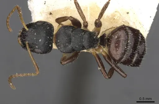 Camponotus iheringi specimen CASENT0910731 image casent0910731_1