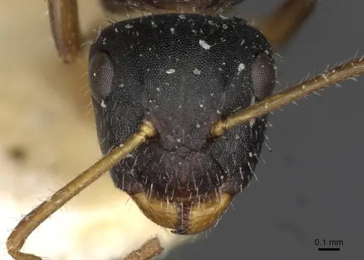 Camponotus iheringi specimen CASENT0910731 image casent0910731_2