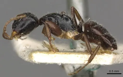 Camponotus iheringi specimen CASENT0910731 image casent0910731_3