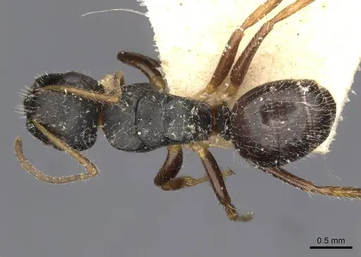 Camponotus iheringi specimen CASENT0910732 image casent0910732_1