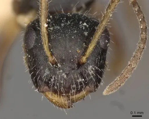 Camponotus iheringi specimen CASENT0910732 image casent0910732_2