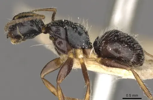 Camponotus iheringi specimen CASENT0910732 image casent0910732_3