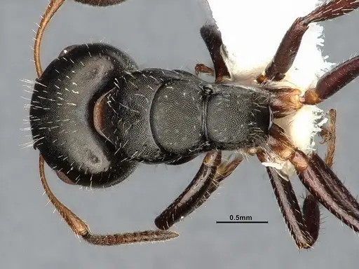 Camponotus iheringi specimen CASENT4031639 image casent4031639_1