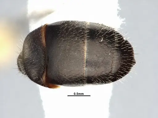 Camponotus iheringi specimen CASENT4031639 image casent4031639_2