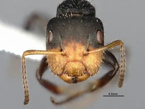 Camponotus iheringi specimen CASENT4031639 image casent4031639_3