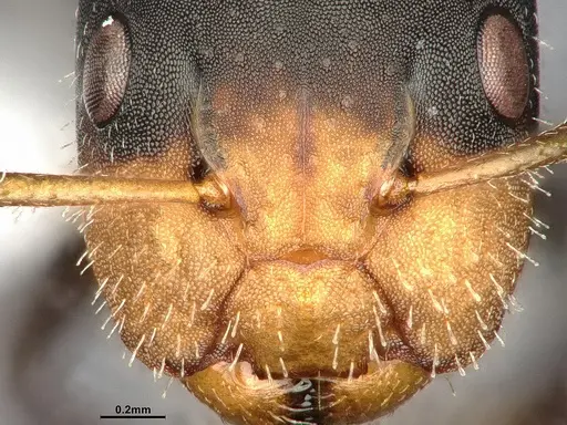 Camponotus iheringi specimen CASENT4031639 image casent4031639_4