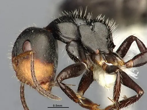 Camponotus iheringi specimen CASENT4031639 image casent4031639_5
