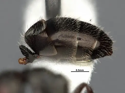 Camponotus iheringi specimen CASENT4031639 image casent4031639_6