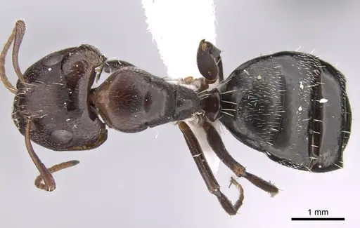 Camponotus ilgii specimen CASENT0906450 image casent0906450_1