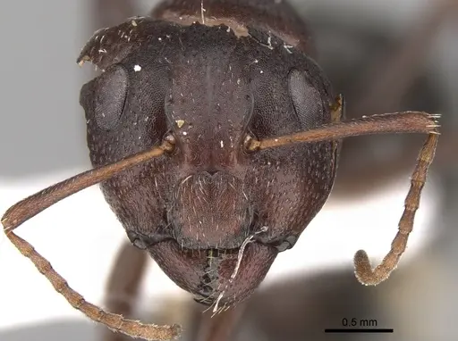 Camponotus ilgii specimen CASENT0906450 image casent0906450_2