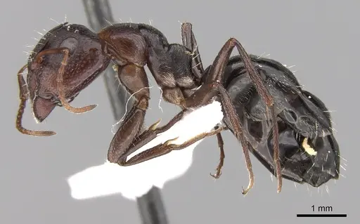 Camponotus ilgii specimen CASENT0906450 image casent0906450_3