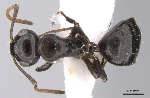 Camponotus ilgii specimen CASENT0906451 image casent0906451_1