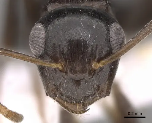 Camponotus ilgii specimen CASENT0906451 image casent0906451_2