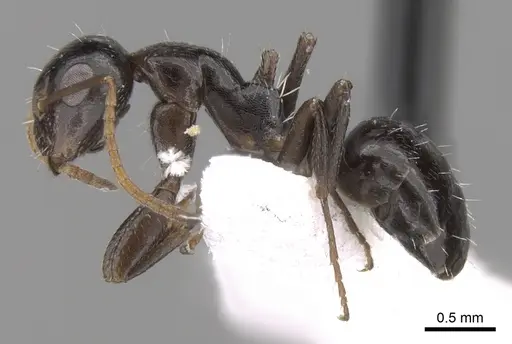 Camponotus ilgii specimen CASENT0906451 image casent0906451_3