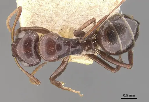 Camponotus ilgii specimen CASENT0910497 image casent0910497_1