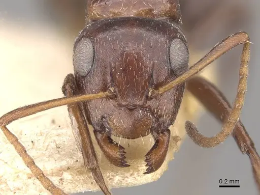 Camponotus ilgii specimen CASENT0910497 image casent0910497_2
