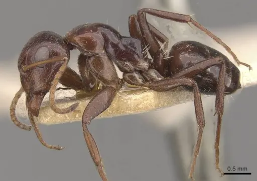 Camponotus ilgii specimen CASENT0910497 image casent0910497_3
