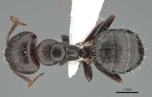 Camponotus ilgii specimen CASENT0919817 image casent0919817_1