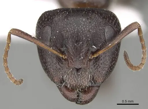 Camponotus ilgii specimen CASENT0919817 image casent0919817_2