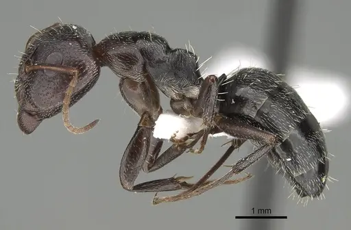 Camponotus ilgii specimen CASENT0919817 image casent0919817_3