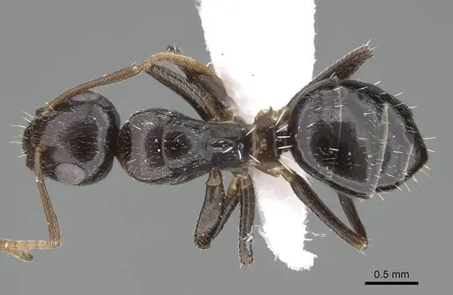 Camponotus ilgii specimen CASENT0919818 image casent0919818_1