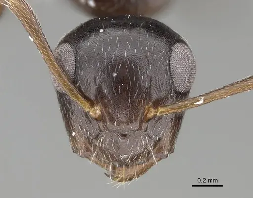 Camponotus ilgii specimen CASENT0919818 image casent0919818_2