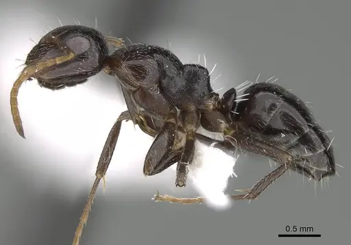 Camponotus ilgii specimen CASENT0919818 image casent0919818_3