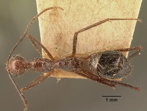 Camponotus imitator specimen CASENT0101116 image casent0101116_1