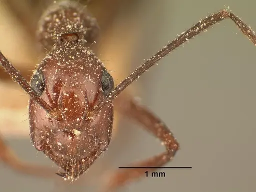 Camponotus imitator specimen CASENT0101116 image casent0101116_2