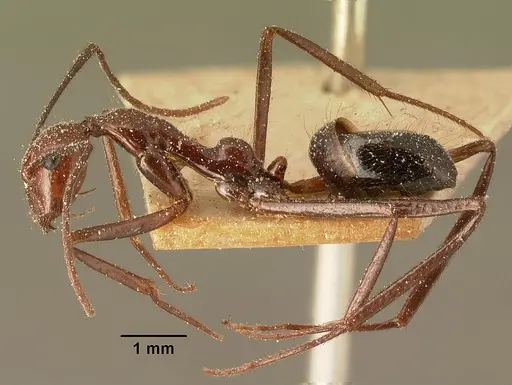 Camponotus imitator specimen CASENT0101116 image casent0101116_3