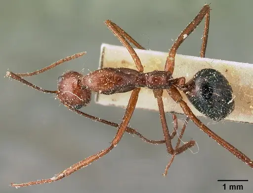 Camponotus imitator specimen CASENT0101117 image casent0101117_1