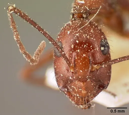 Camponotus imitator specimen CASENT0101117 image casent0101117_2