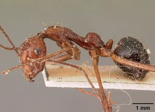 Camponotus imitator specimen CASENT0101117 image casent0101117_3
