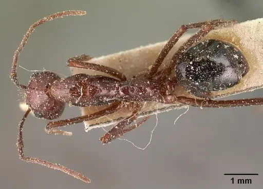 Camponotus imitator specimen CASENT0101118 image casent0101118_1