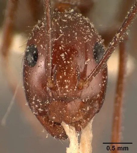 Camponotus imitator specimen CASENT0101118 image casent0101118_2